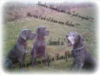/album/fotogalerie-unsere-blauen-edeldoggen1/hundefamiliecollage-jpg-bearb-jpeg1/