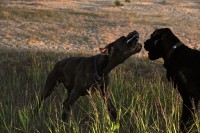 /album/fotogalerie-unsere-blauen-edeldoggen1/dsc-0097-jpg1/