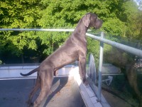 /album/fotogalerie-fremde-zuchtruden/budges3klein-jpg1/