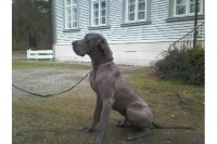 /album/fotogalerie-fremde-zuchtruden/budges-jpg1/