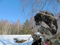 /album/fotogalerie-nachzucht/summersprung-jpg/