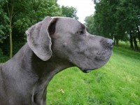 /album/fotogalerie-fremde-zuchtruden/balou-portrait-jpg/