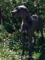 /album/fotogalerie-nachzucht/img-20130531-wa0012-jpg/