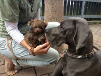 /album/fotogalerie-nachzucht/img-20130619-wa0006-jpg/